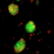 Martínez-Balibrea's Lab